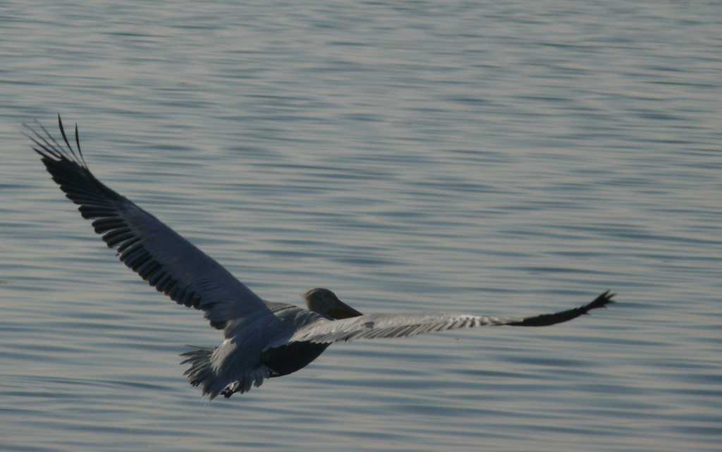 Dalmatian Pelican