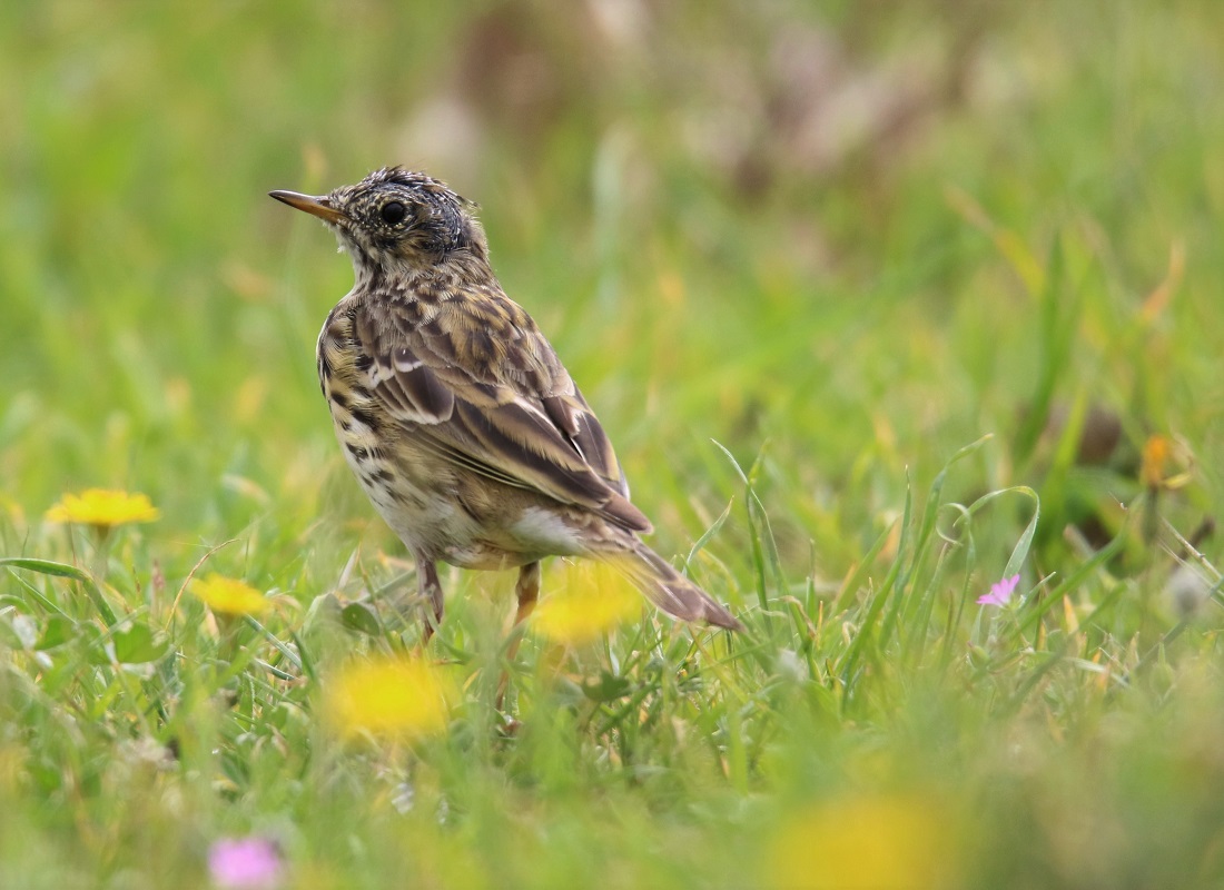 Meadow Pipit