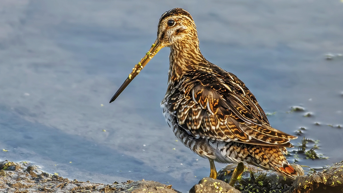 Common Snipe