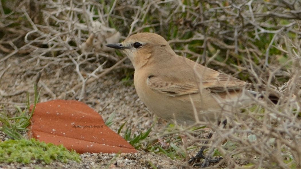 Isabelline Wheatear