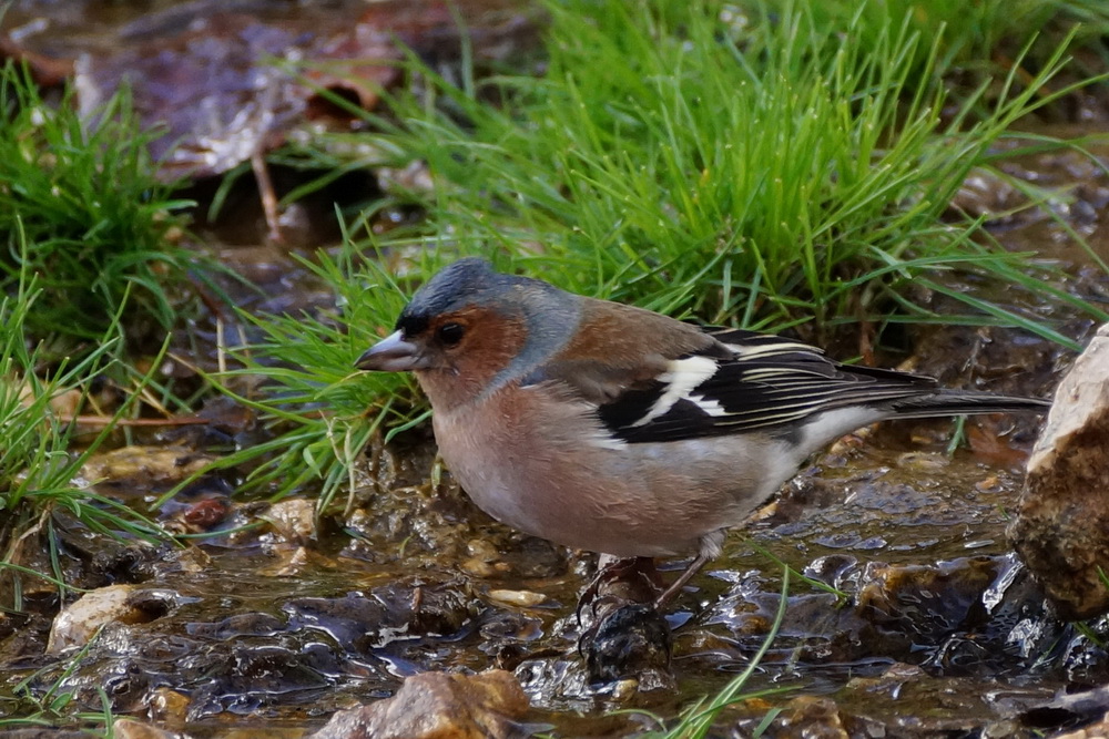 Eurasian Chaffinch