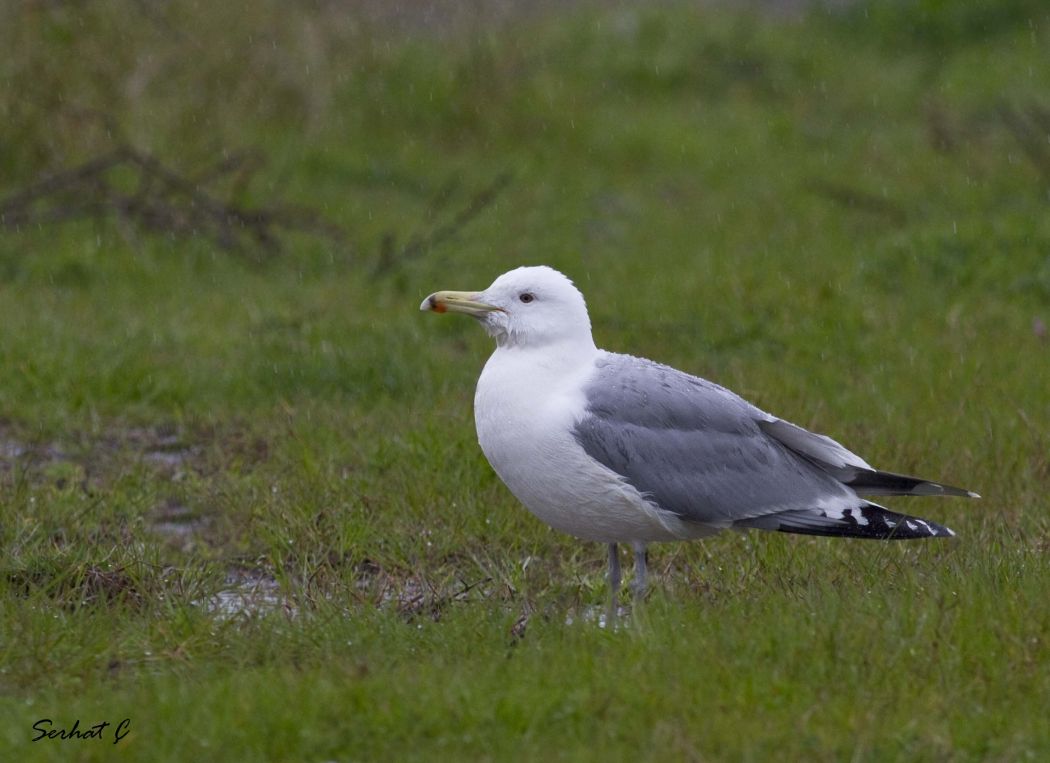 Caspian Gull