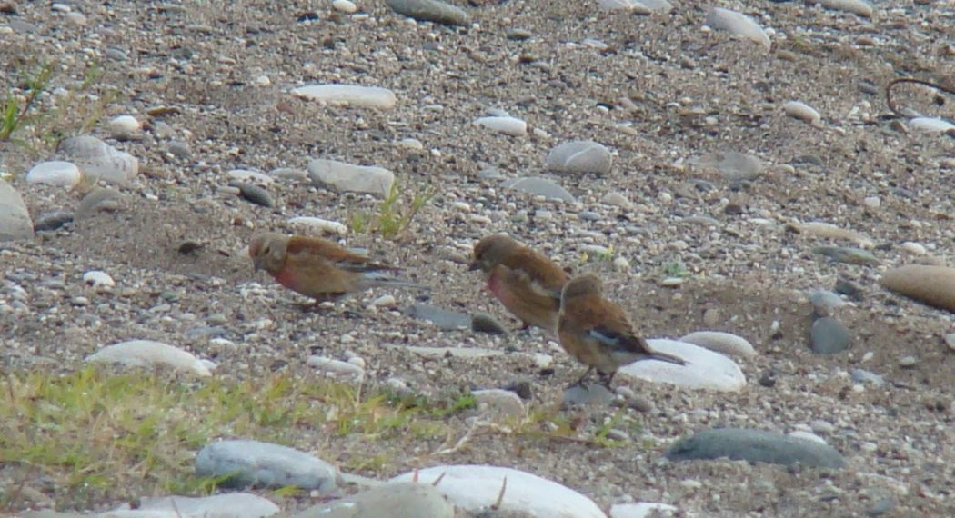 Common Linnet
