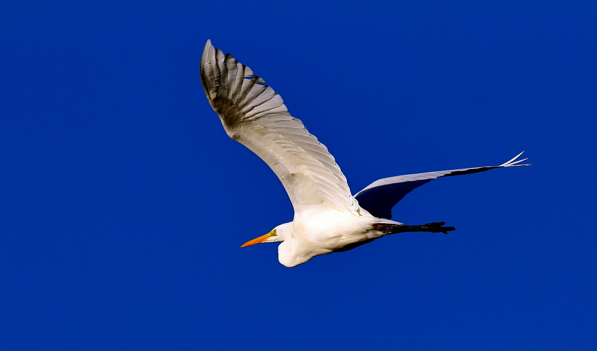 Great Egret