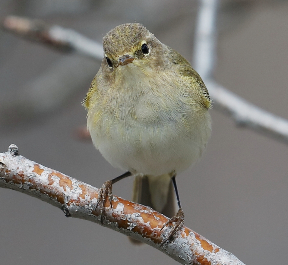 Common Chiffchaff