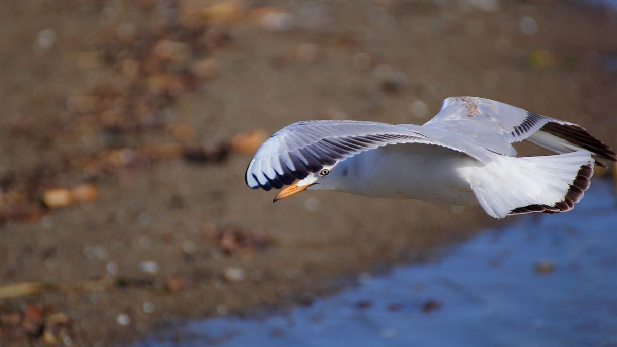 Slender-billed Gull