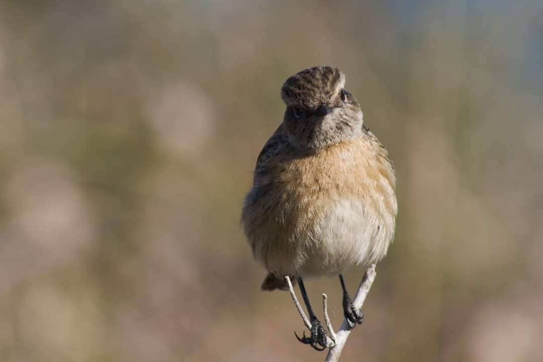 European Stonechat