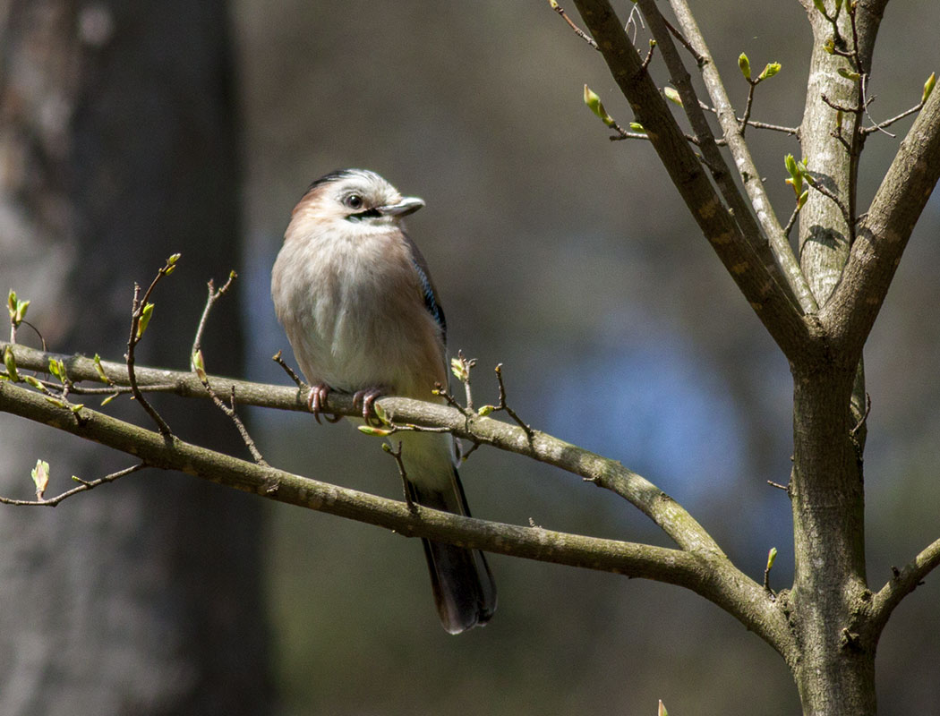Eurasian Jay