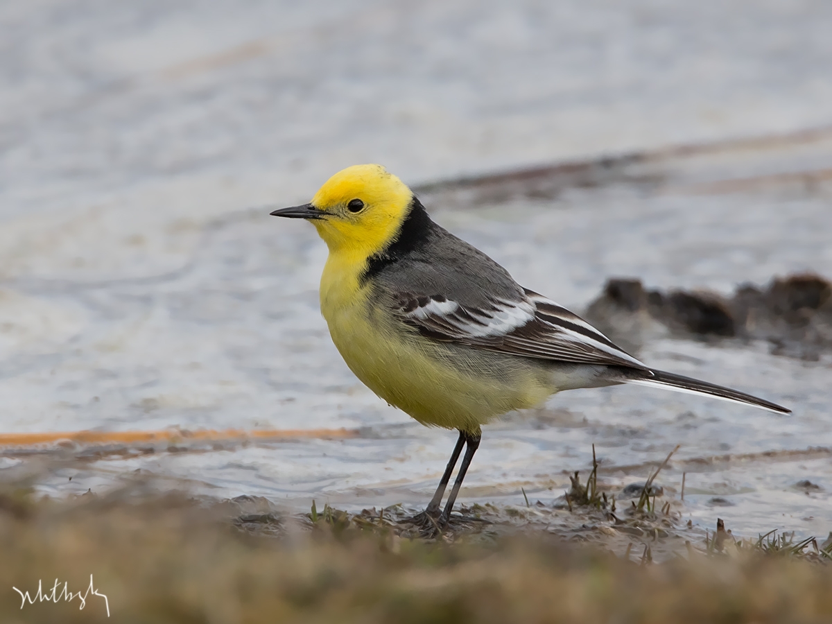 Citrine Wagtail