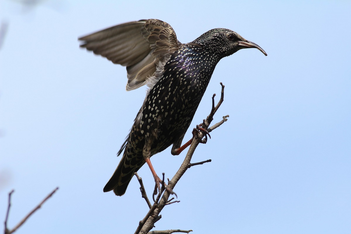 Common Starling