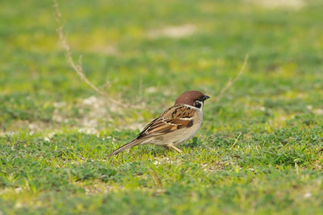 Eurasian Tree Sparrow