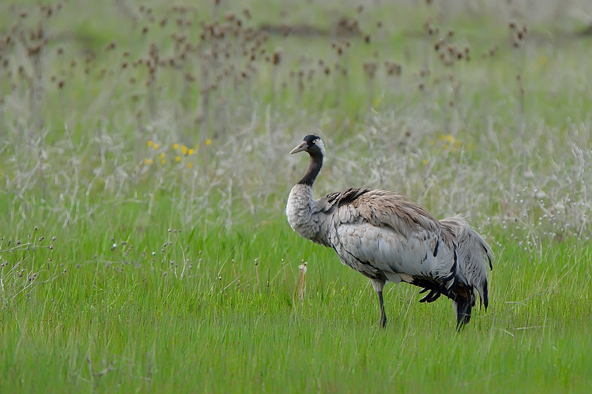 Common Crane