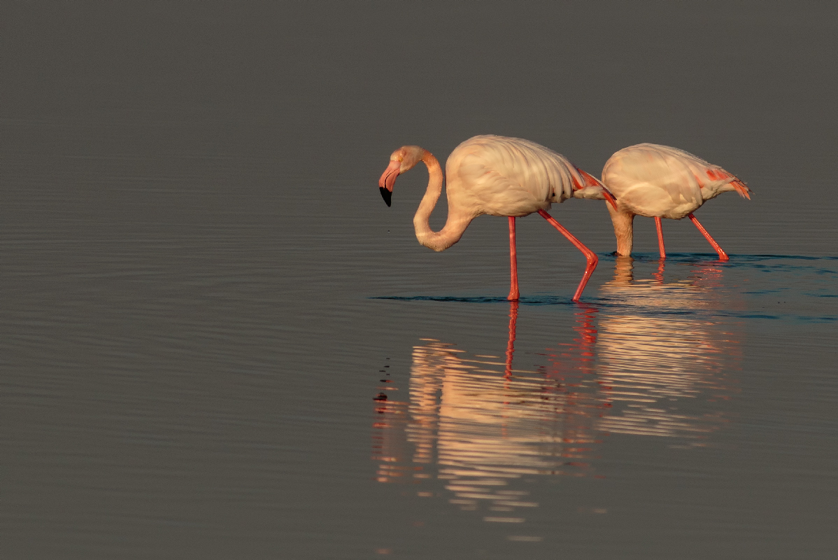 Greater Flamingo