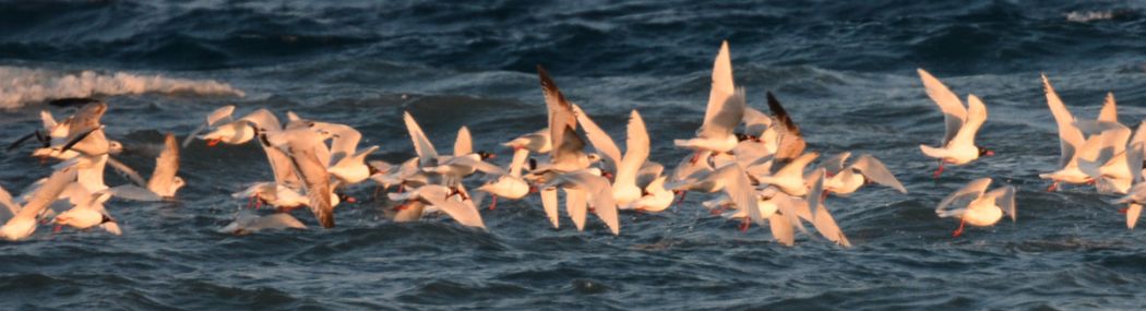 Mediterranean Gull