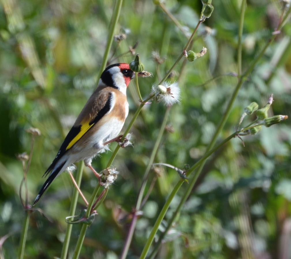 European Goldfinch