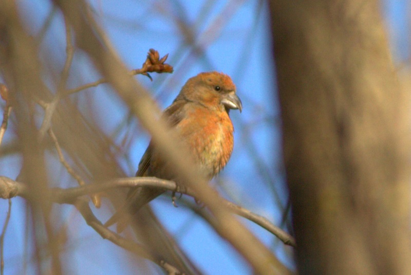 Red Crossbill