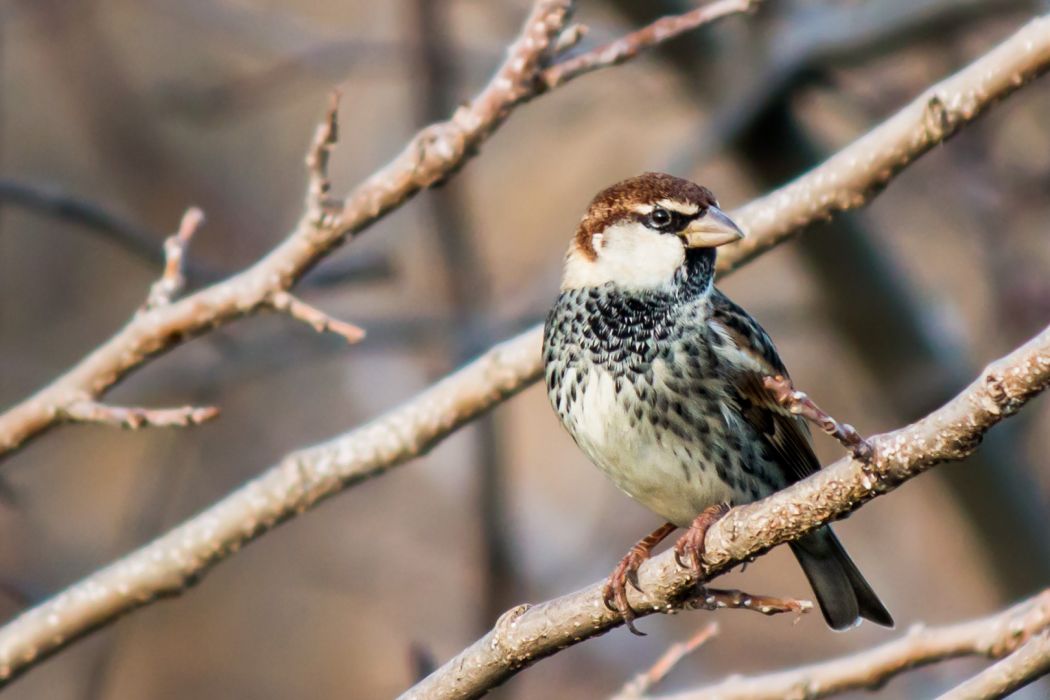 Spanish Sparrow