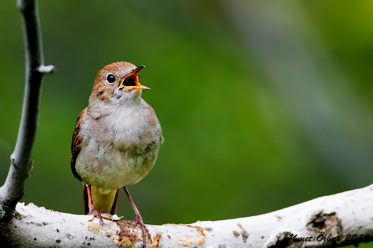 Common Nightingale
