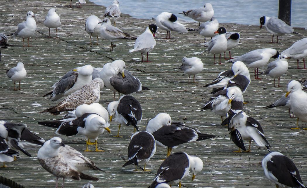 Lesser Black-backed Gull