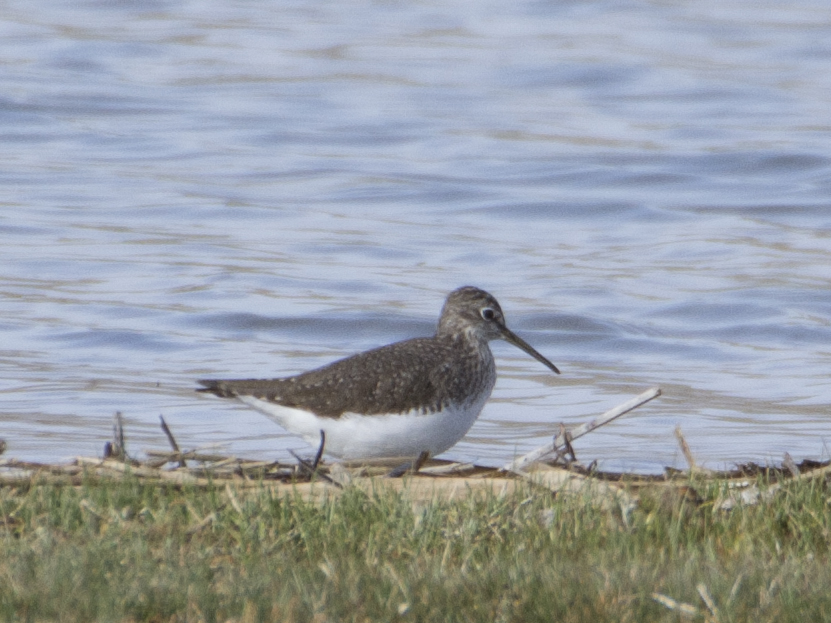 Green Sandpiper