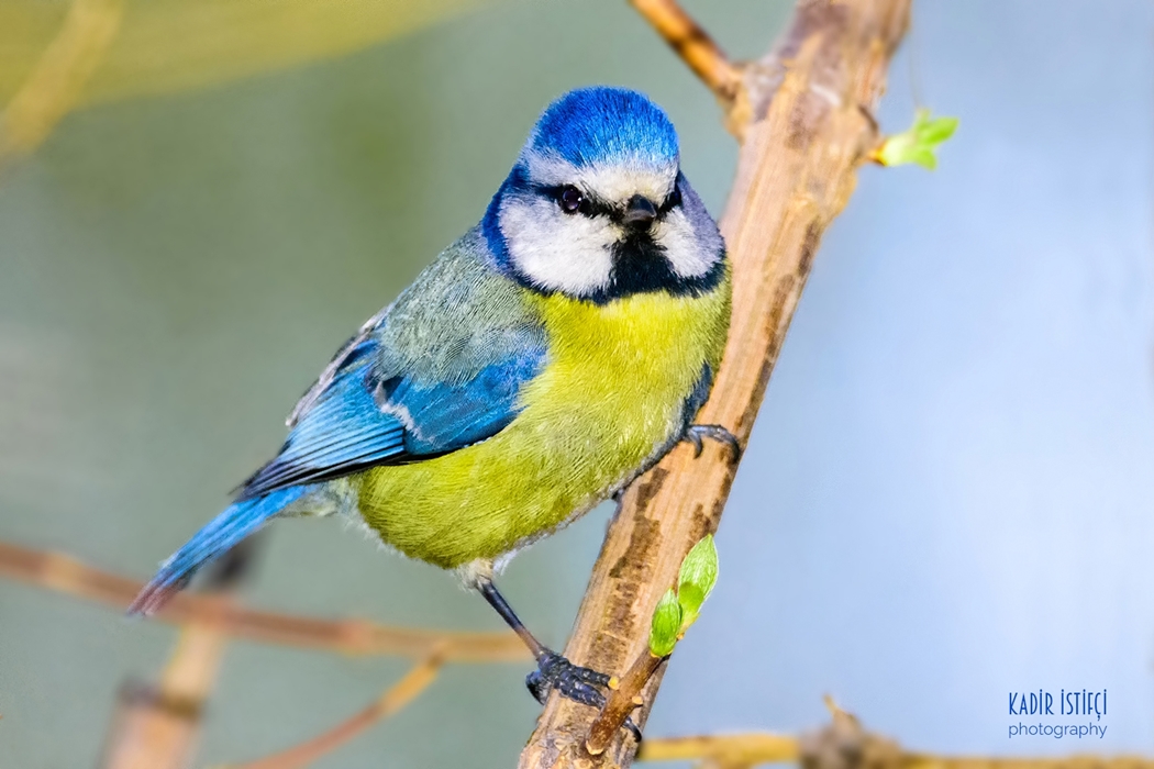 Eurasian Blue Tit