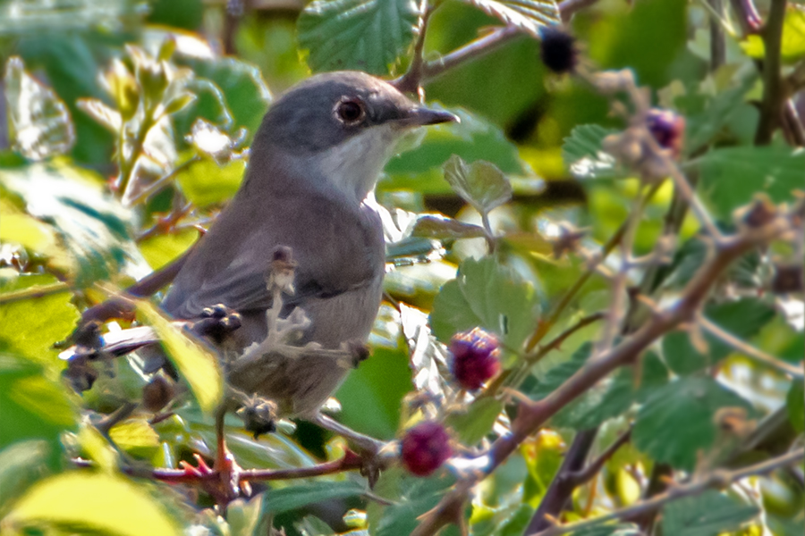 Subalpine Warbler
