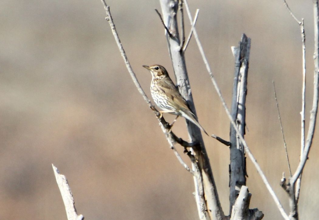 Song Thrush