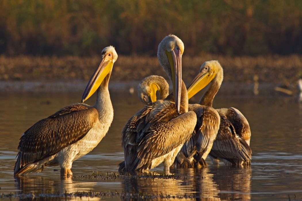 Great White Pelican