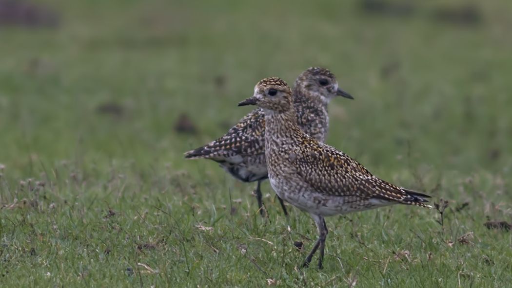 European Golden Plover