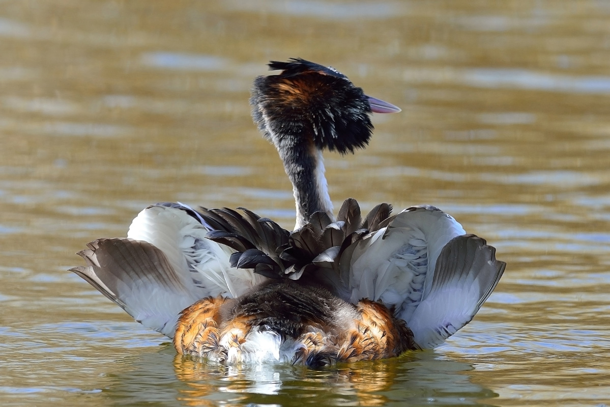 Great Crested Grebe