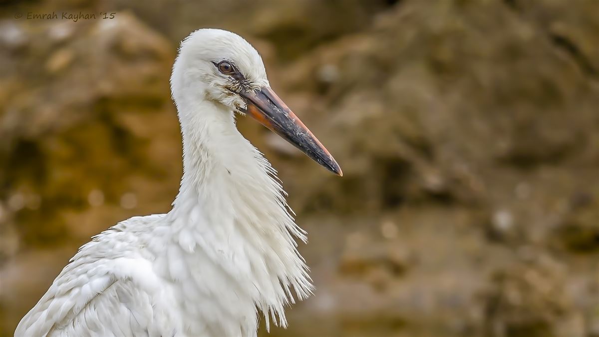 White Stork