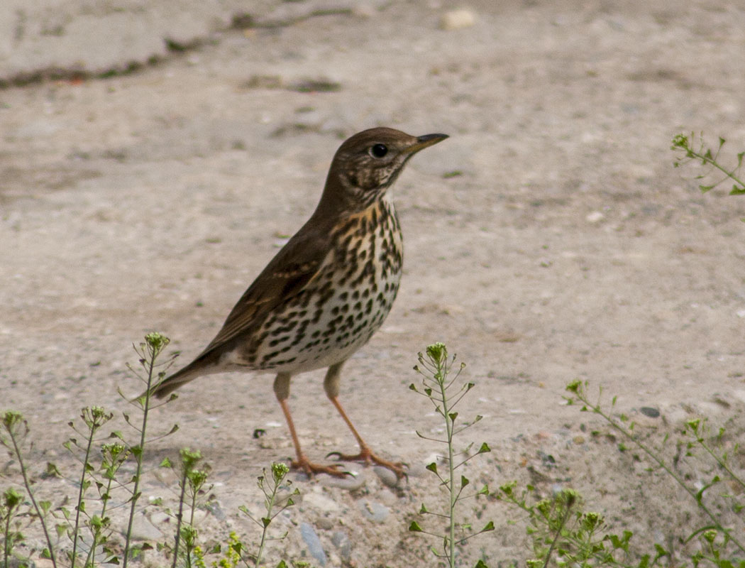 Song Thrush