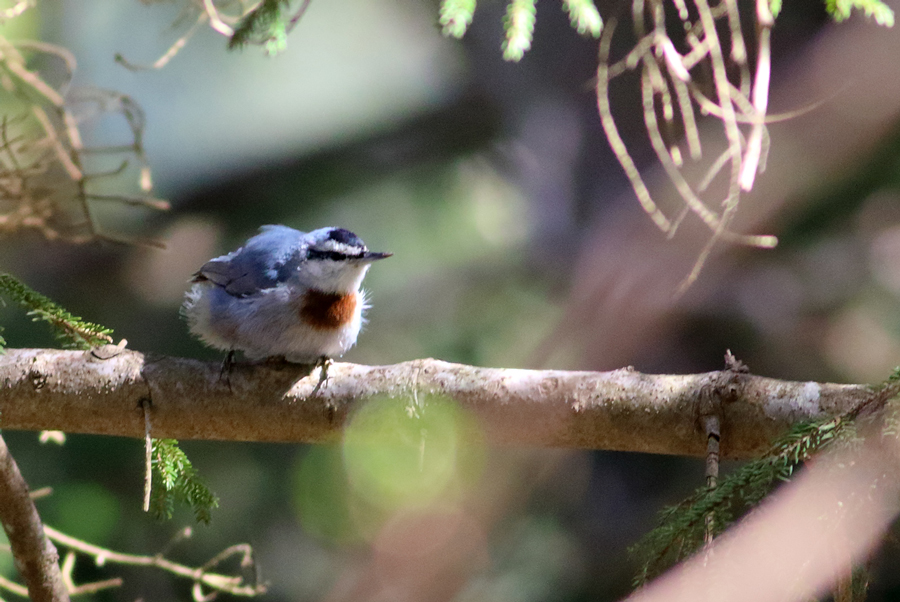 Krüper`s Nuthatch