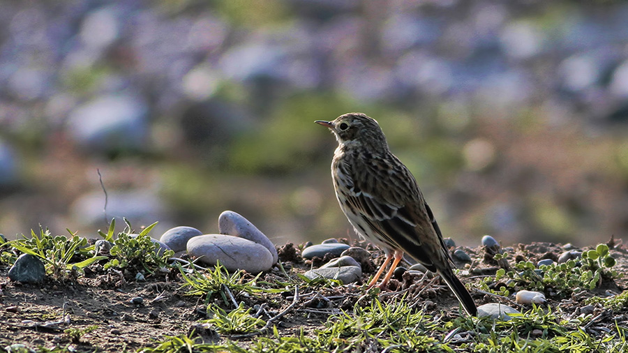 Meadow Pipit