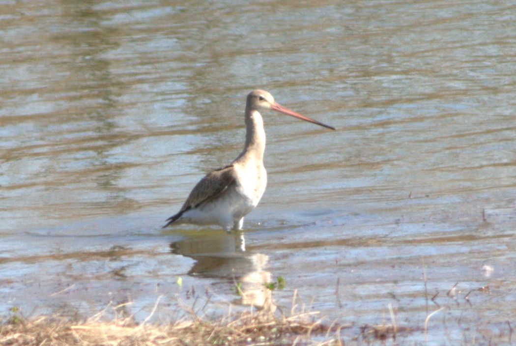 Black-tailed Godwit