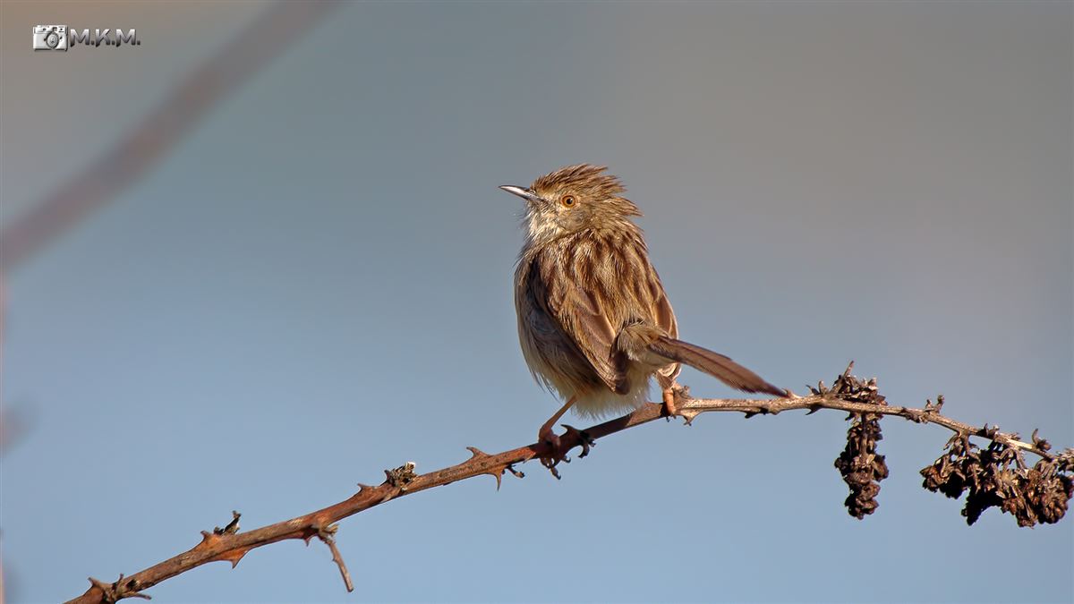 Delicate Prinia