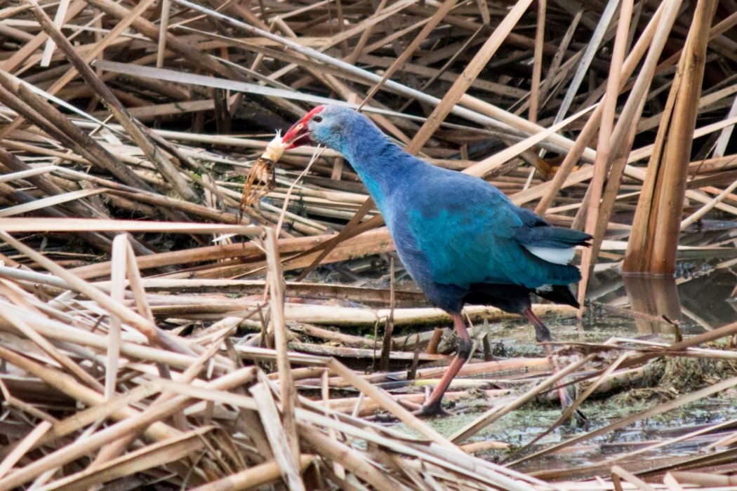 Grey-headed Swamphen