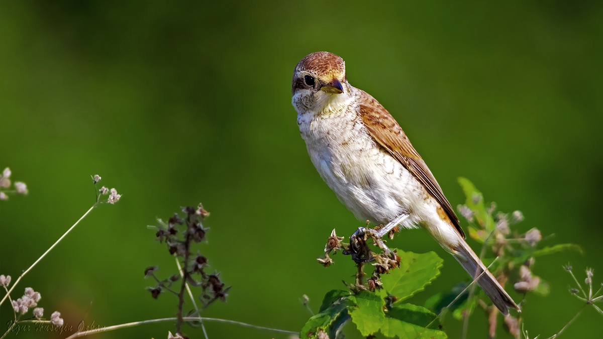 Red-backed Shrike