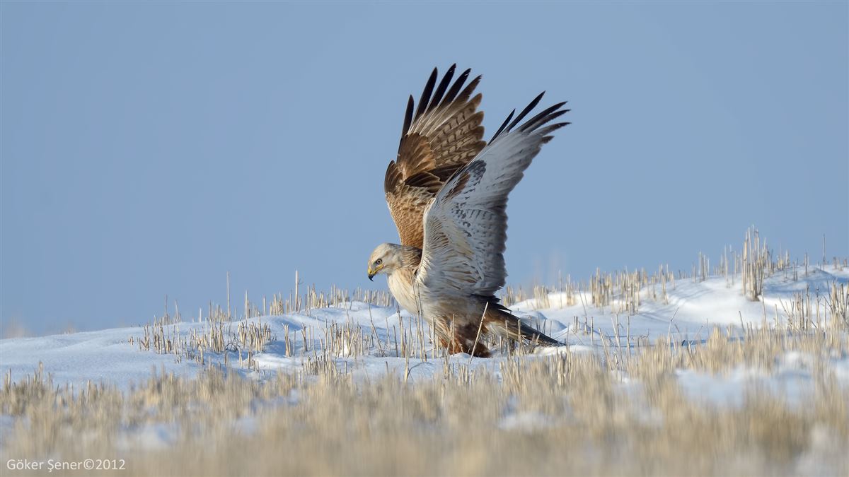 Long-legged Buzzard