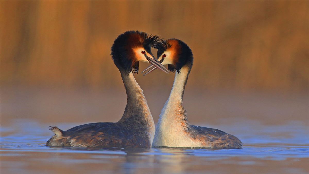 Great Crested Grebe