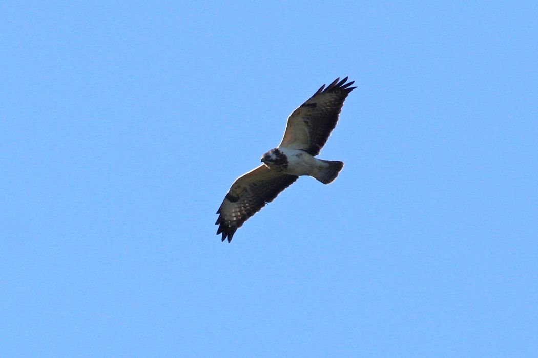 Common Buzzard