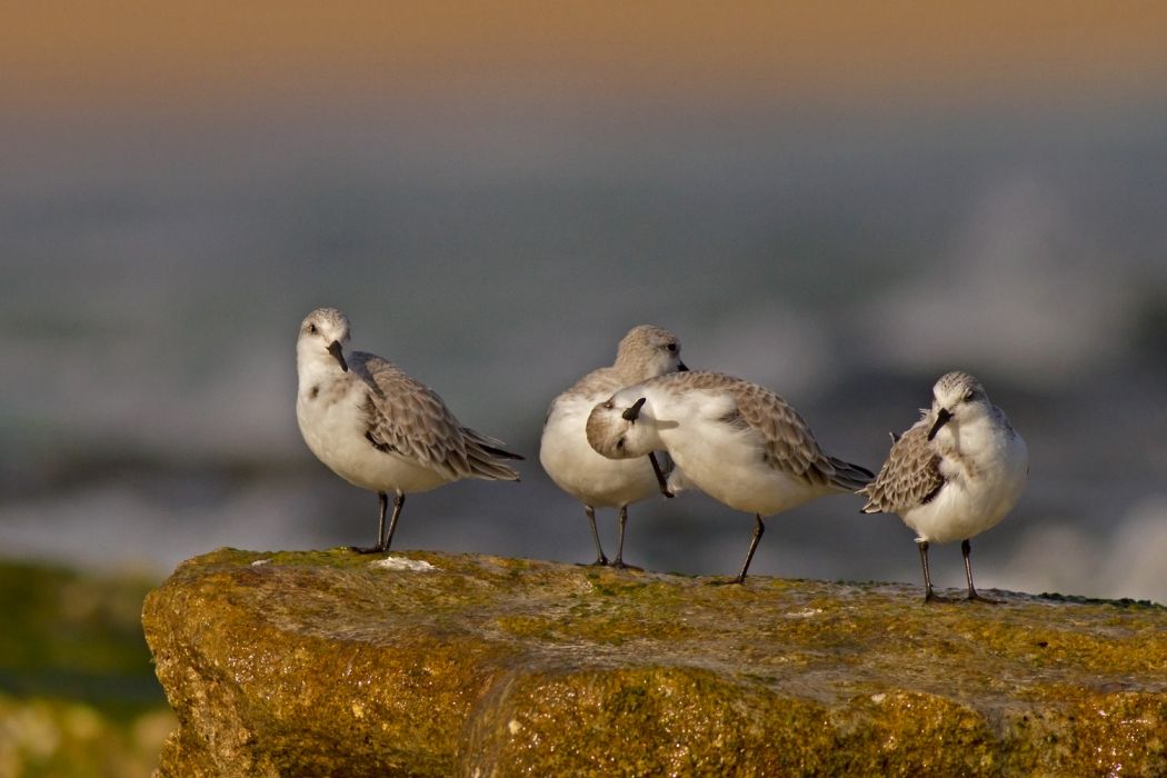 Sanderling