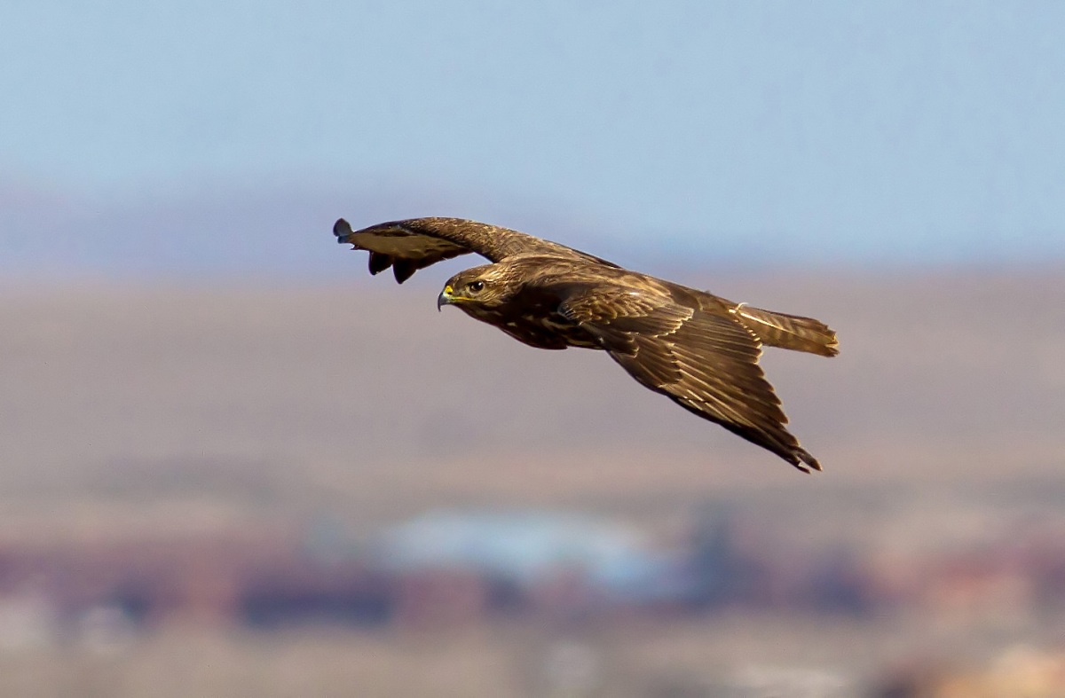 Common Buzzard