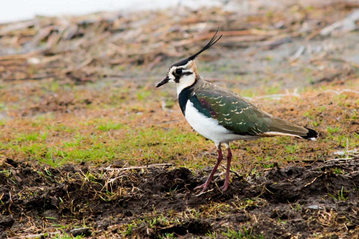 Northern Lapwing