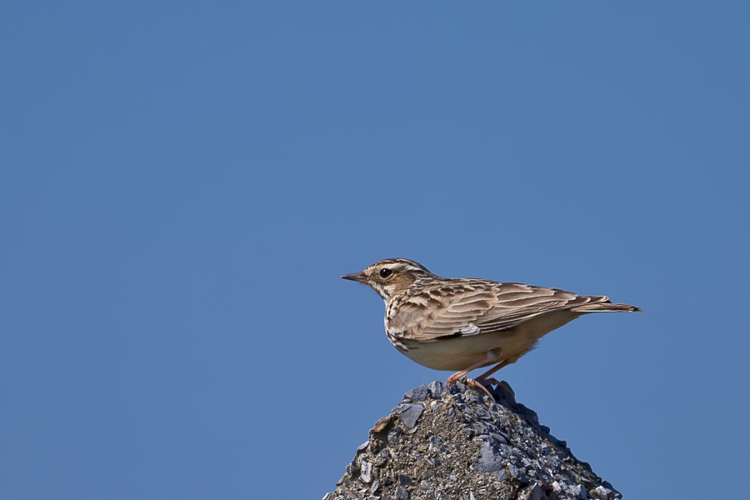 Woodlark