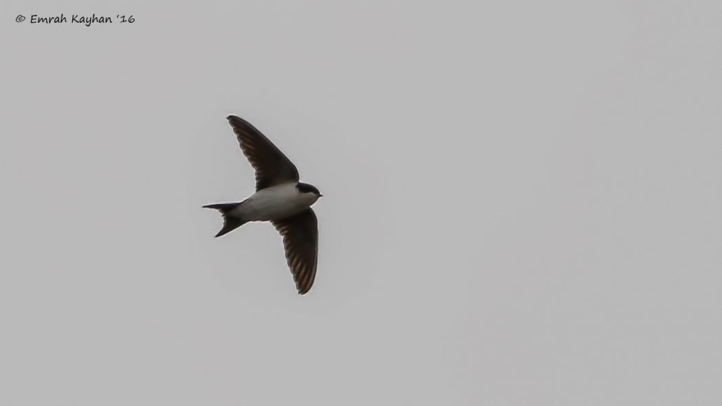 Western House Martin