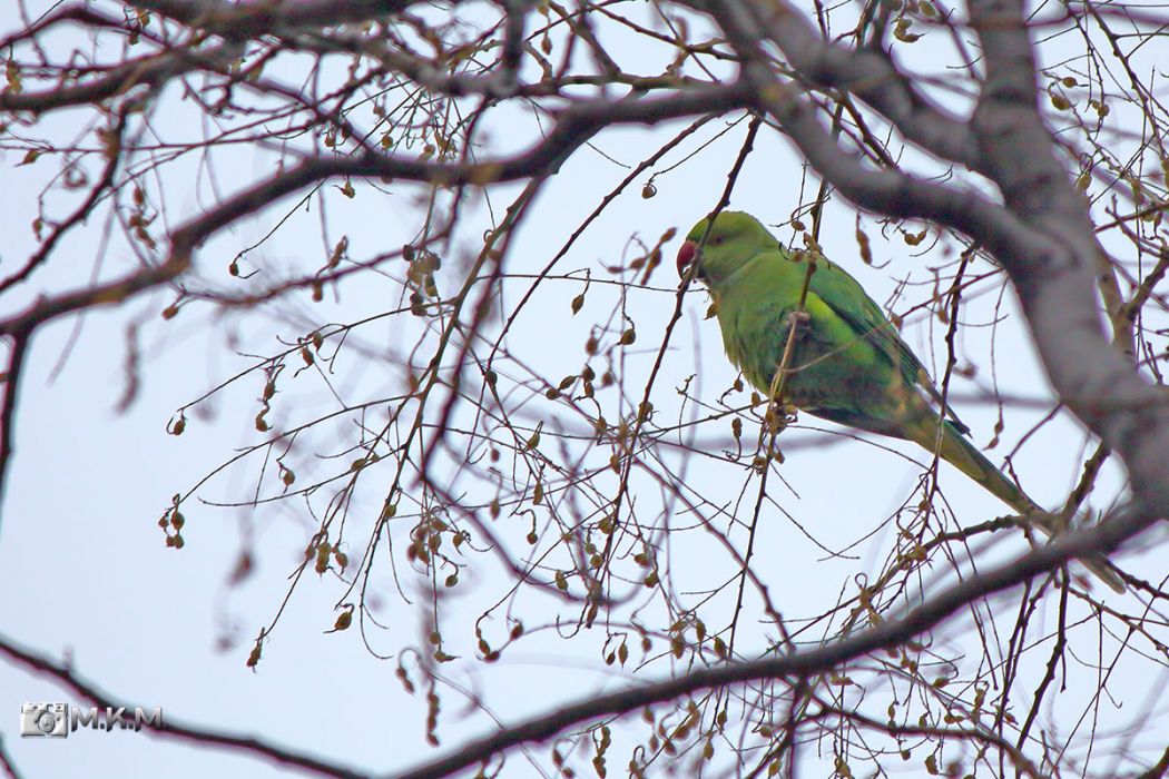 Rose-ringed Parakeet