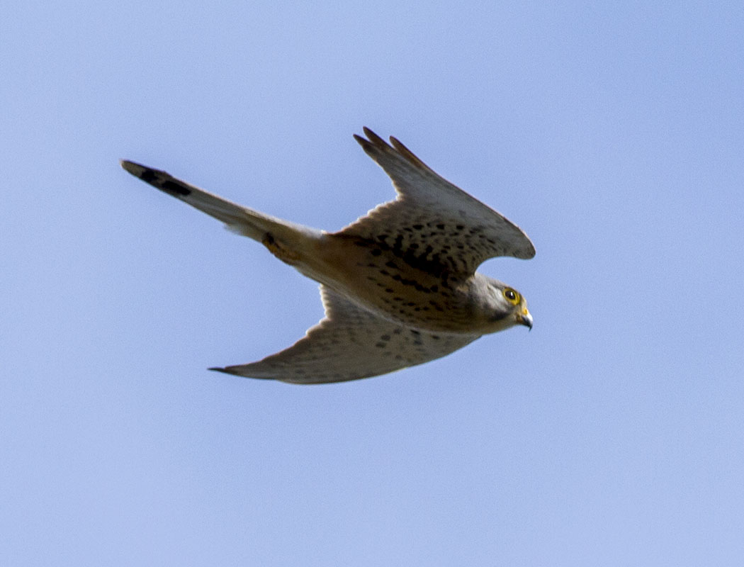 Common Kestrel