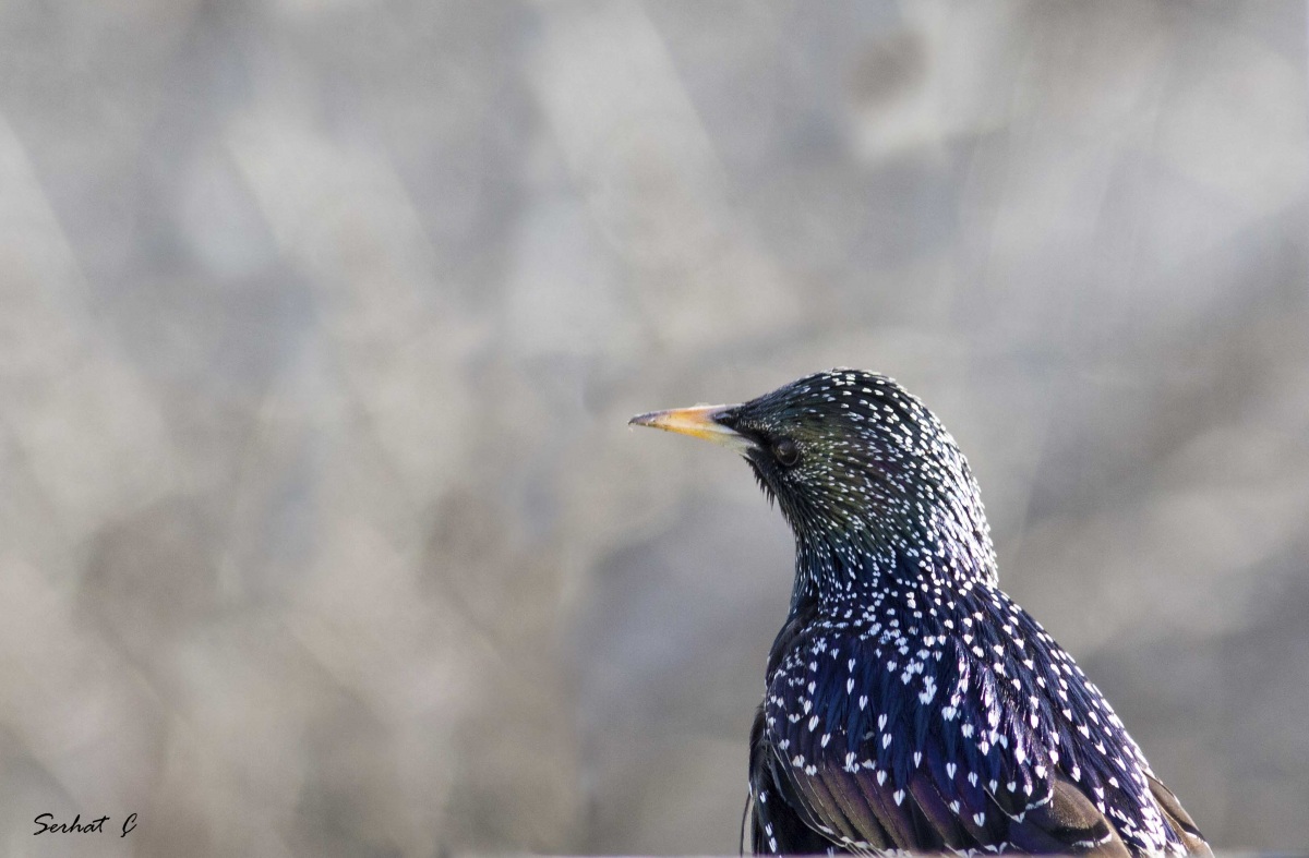 Common Starling