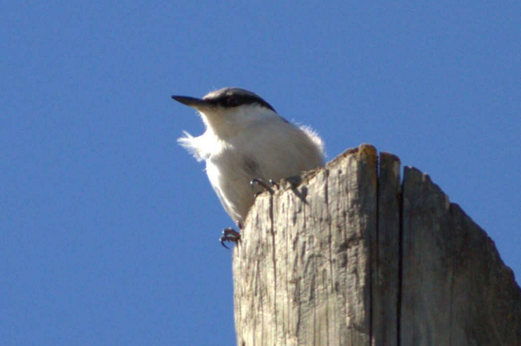 Western Rock Nuthatch